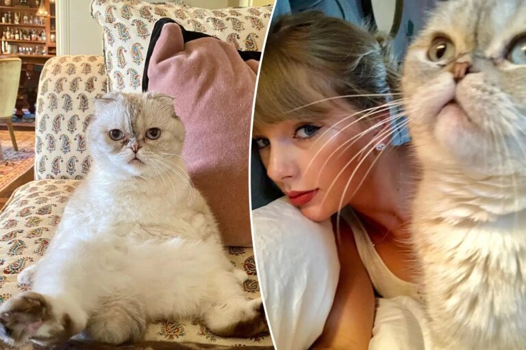 Olivia Benson was Taylor Swift’s favorite cat. Taylor Swift was in tears after losing her beloved cat, Olivia Benson whom she purchased for $97 million. Olivia passed away at the age of 20, bringing profound sadness to Taylor Swift.