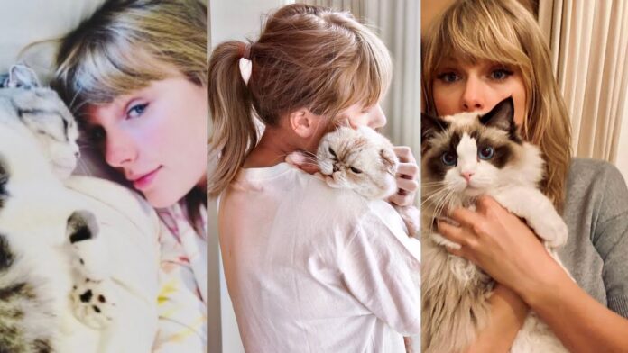 Animal Rescues Celebrate Taylor Swift's Birthday with $13 Donation Challenge